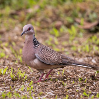 Spotted Dove
